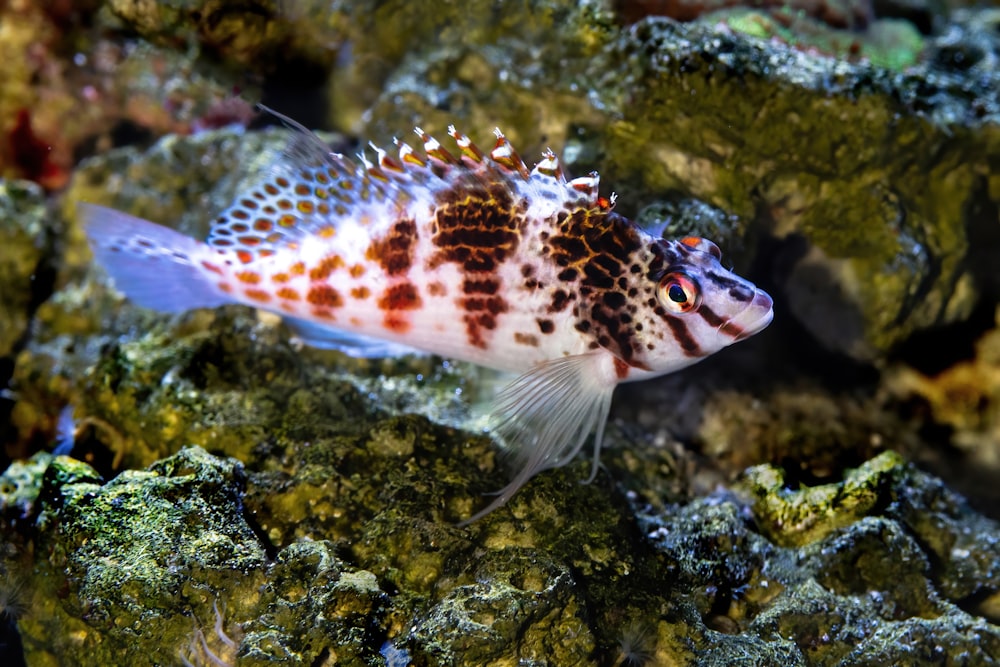 a fish that is sitting on some rocks