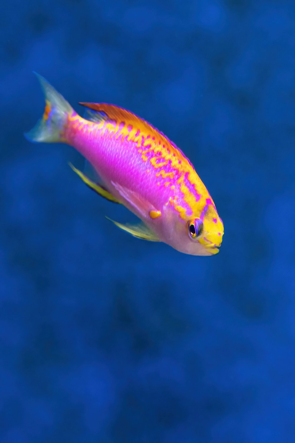 Ein gelber und rosa Fisch, der im Meer schwimmt