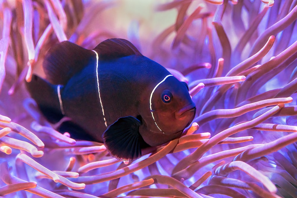 a black and white fish in a purple sea anemone