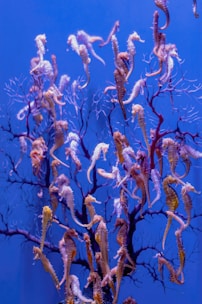 a group of seahorses are swimming in an aquarium
