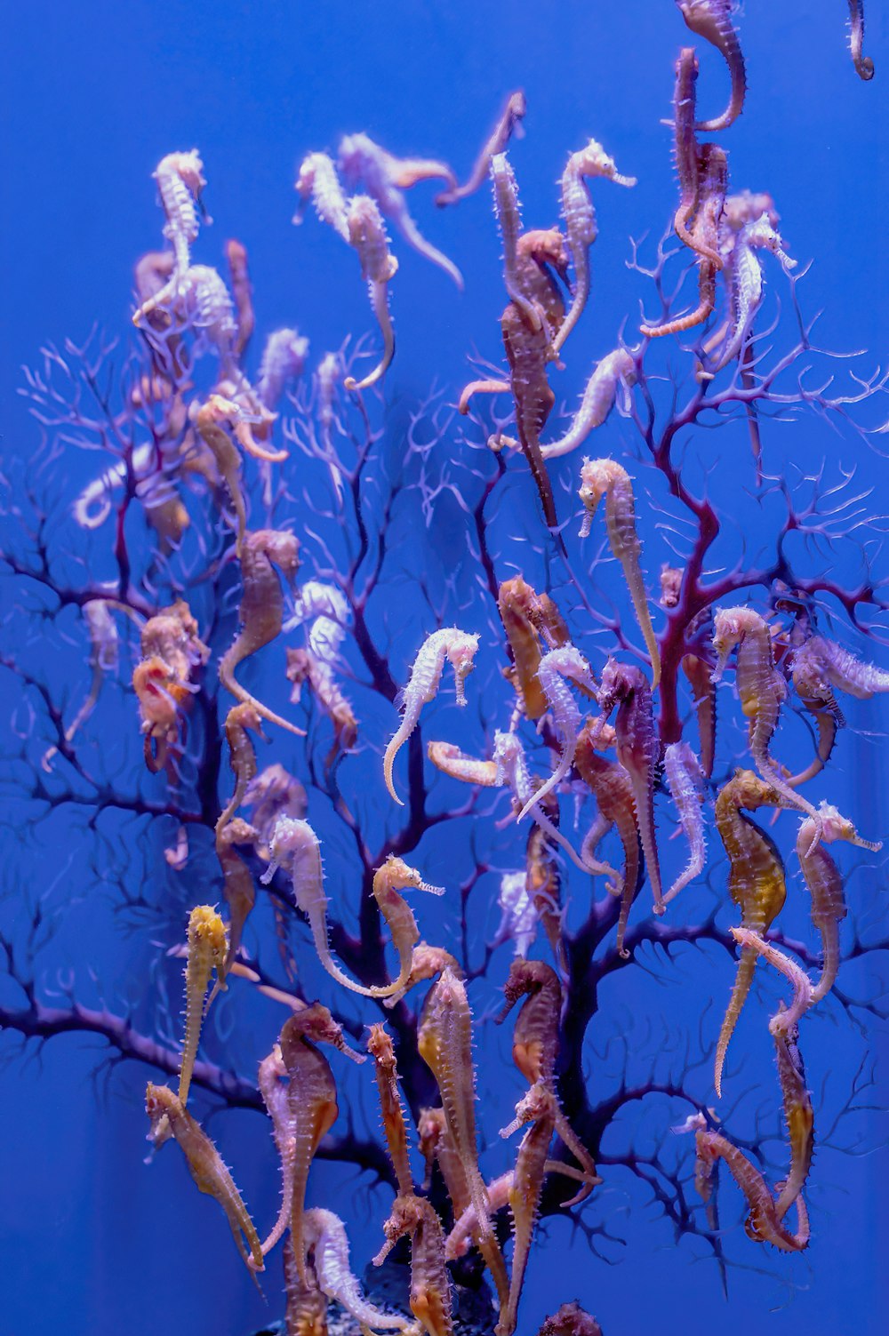 um grupo de cavalos-marinhos estão nadando em um aquário