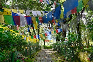 a path in the middle of a lush green forest