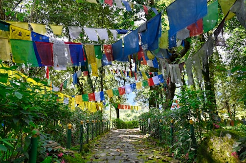 a path in the middle of a lush green forest