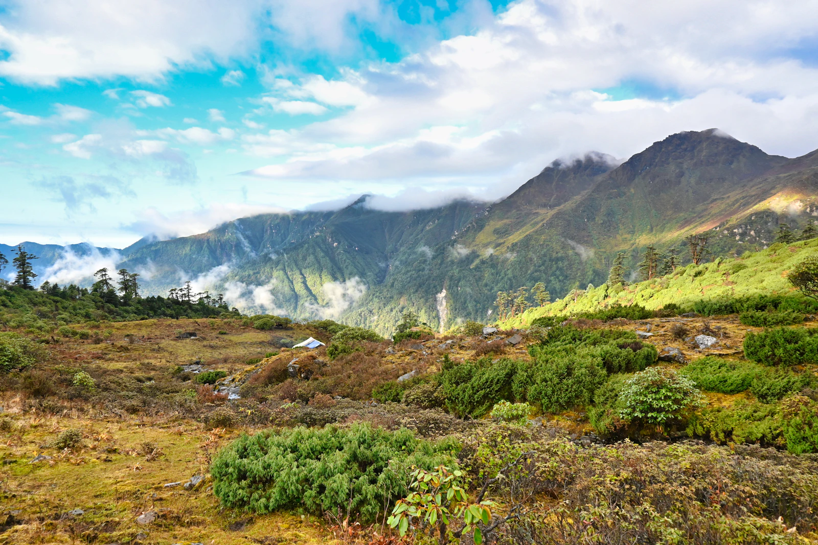 Juniper and dwarf rhododendron scrub below fir trees on the Singalila range in West Sikkim, cloud lifting off the forested ridges