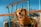 A brown dog with a happy, open-mouthed expression wears a harness. It is standing outdoors in front of a wooden fence with blue metal bars and netting in the background. The lighting suggests a sunny day, creating a warm tone.