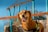 A brown dog with a happy, open-mouthed expression wears a harness. It is standing outdoors in front of a wooden fence with blue metal bars and netting in the background. The lighting suggests a sunny day, creating a warm tone.