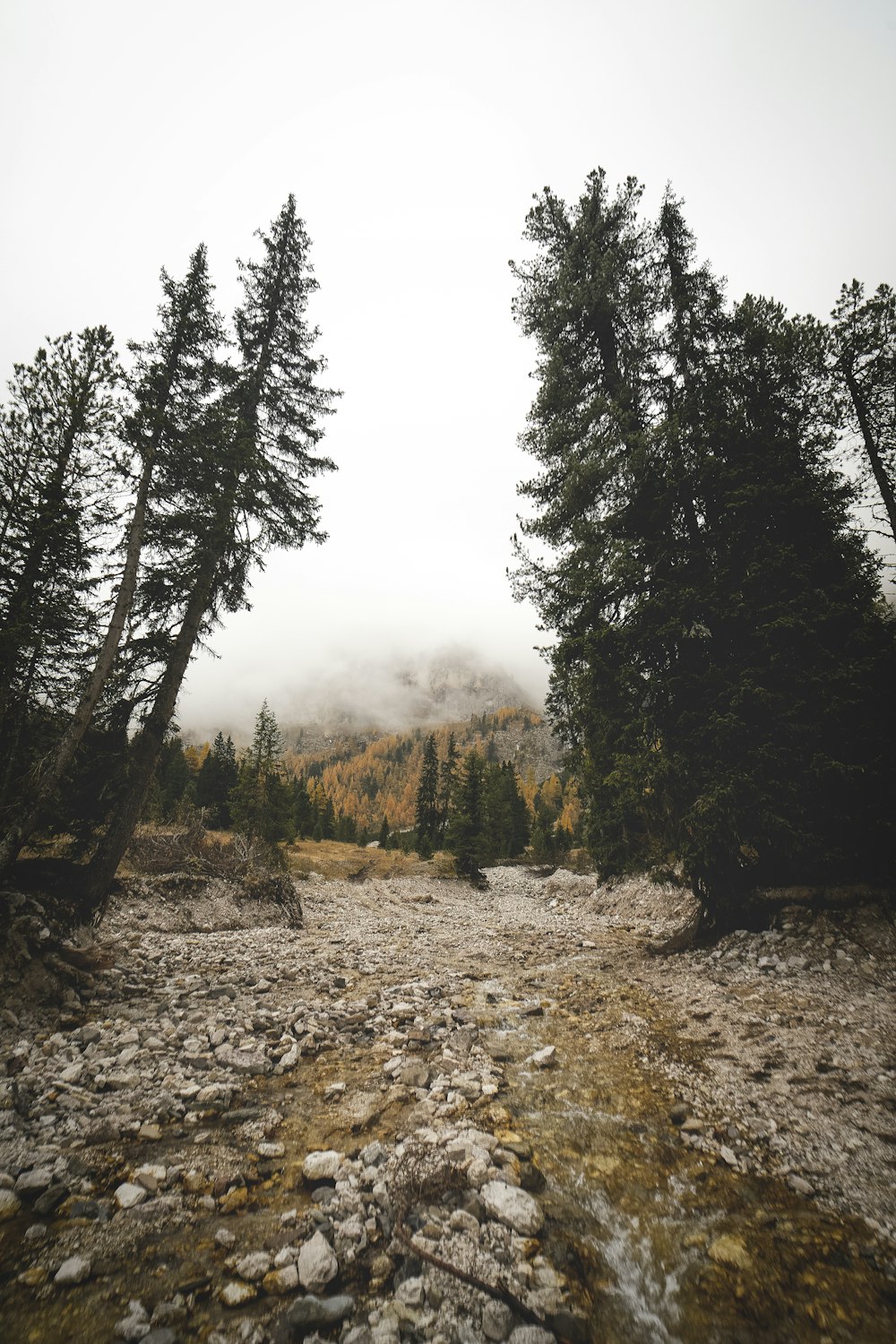 a dirt road surrounded by trees and rocks