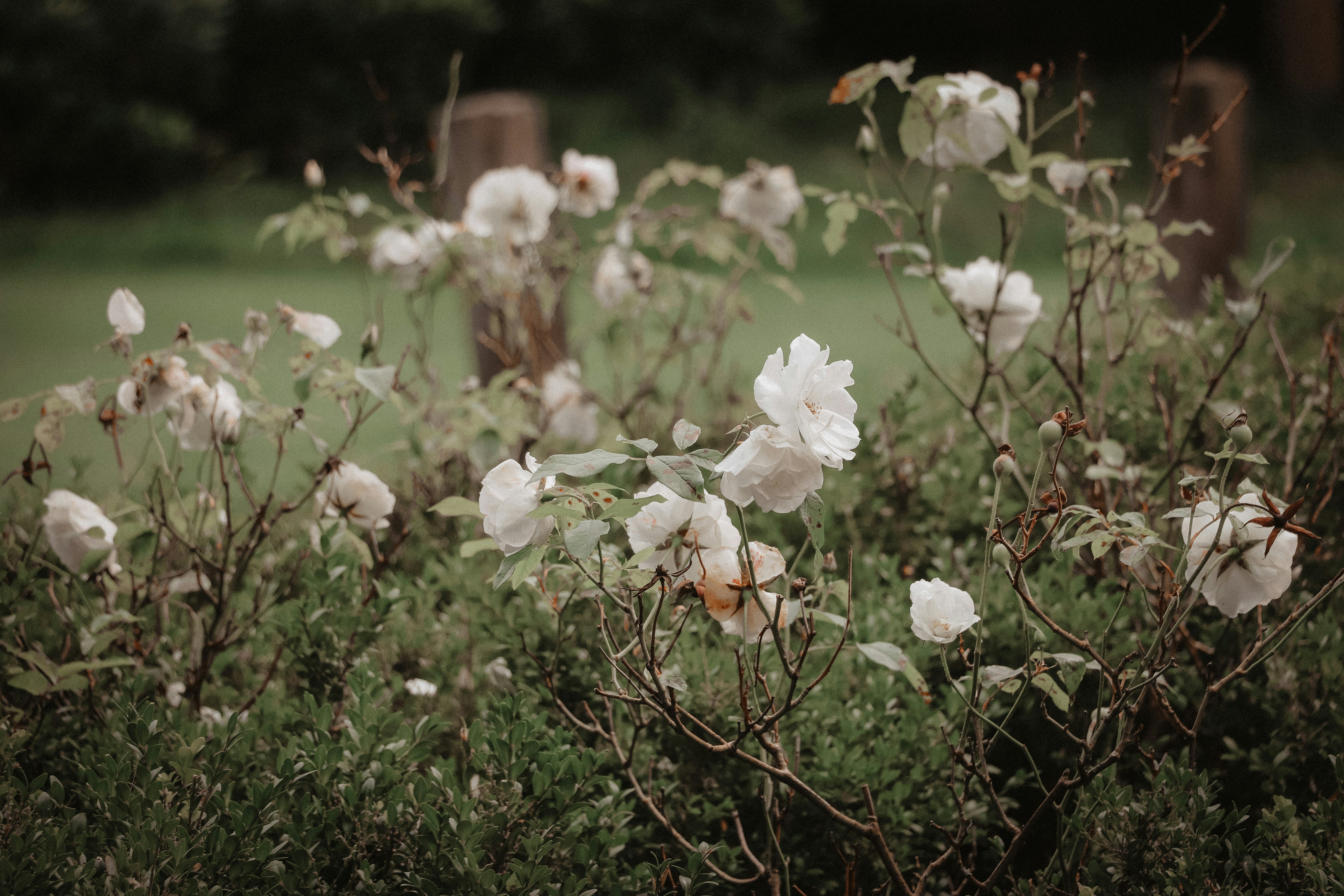 a bush with white flowers in the middle of a field