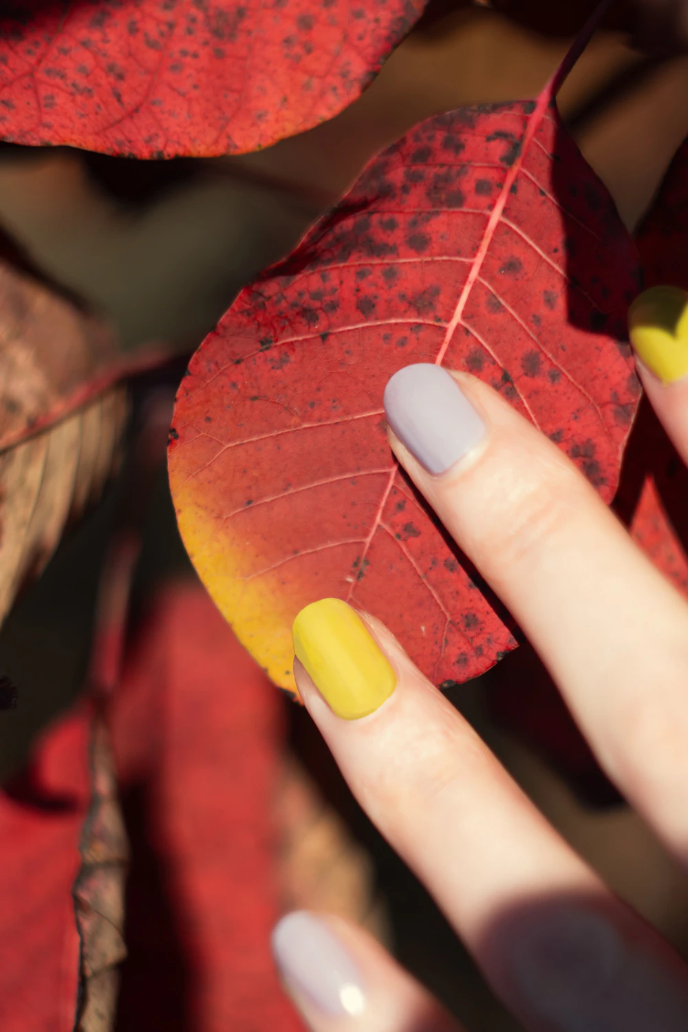 Ongles vernis jaune et gris tenant une feuille rouge