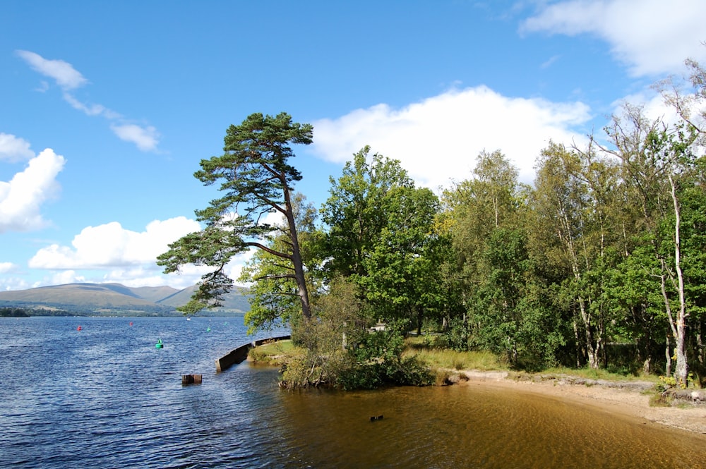 a body of water surrounded by trees on a sunny day