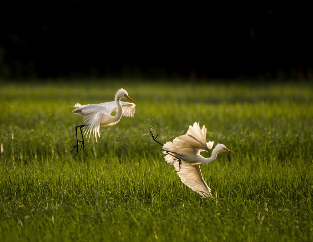 two white birds flying over a lush green field