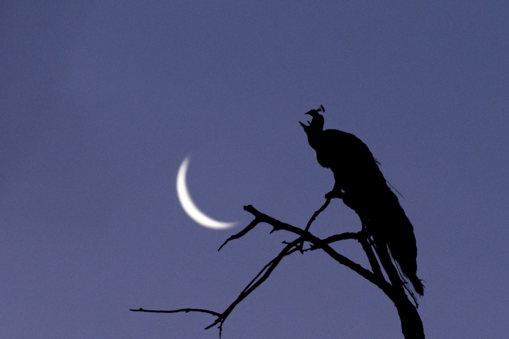 a bird sitting on a tree branch with the moon in the background