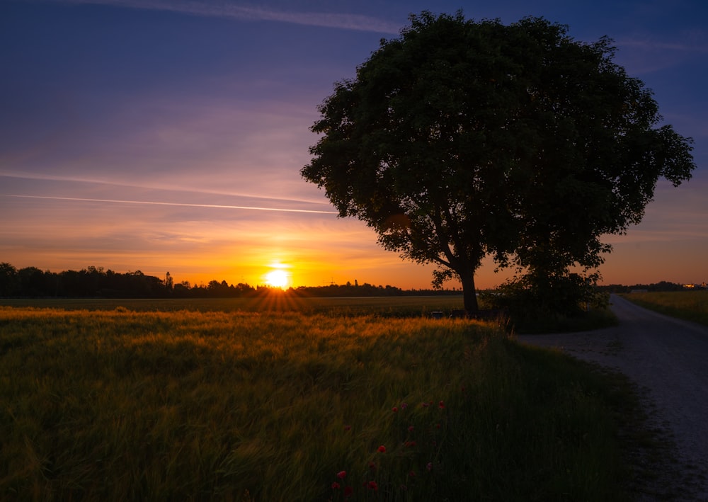 the sun is setting over a field of grass