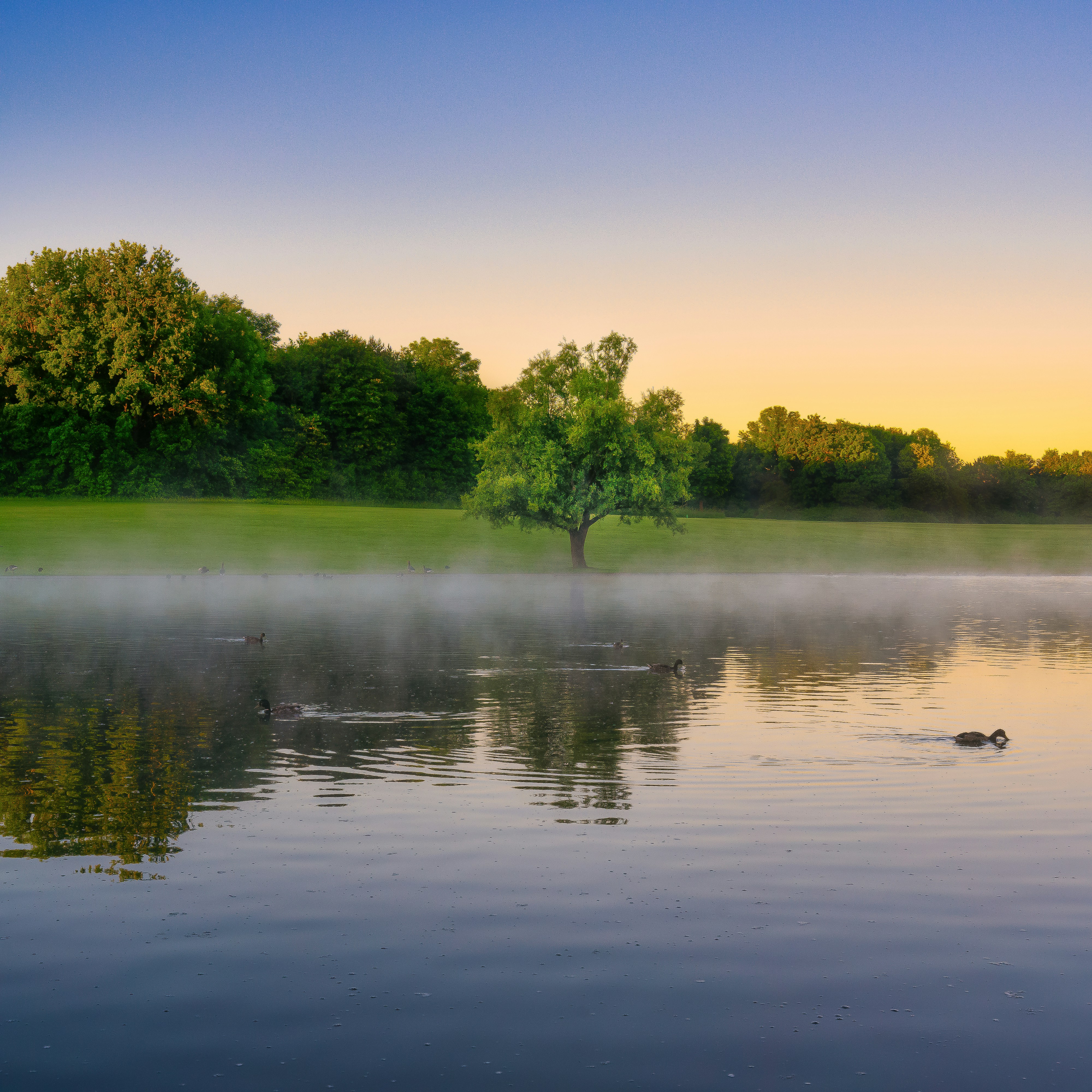 Ein nebliger See mit Enten, die darin schwimmen