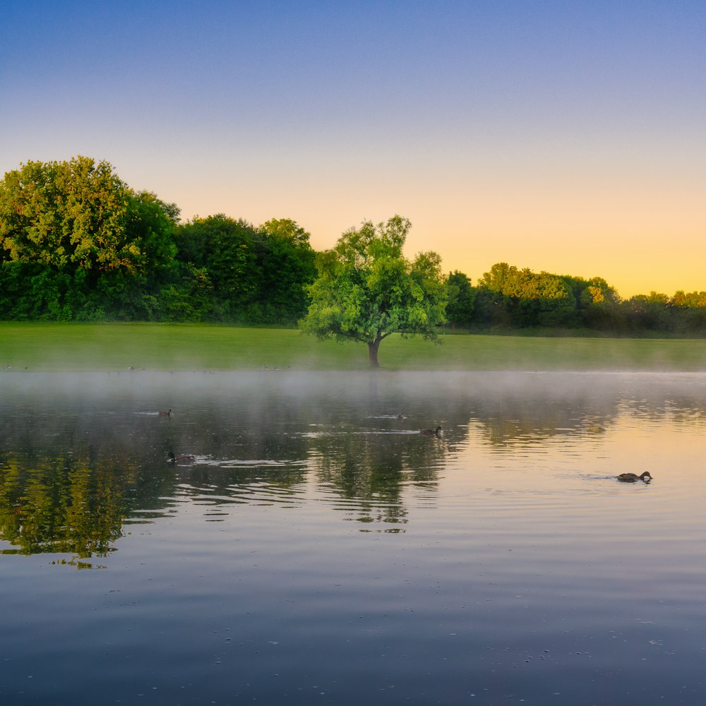 a foggy lake with ducks swimming in it