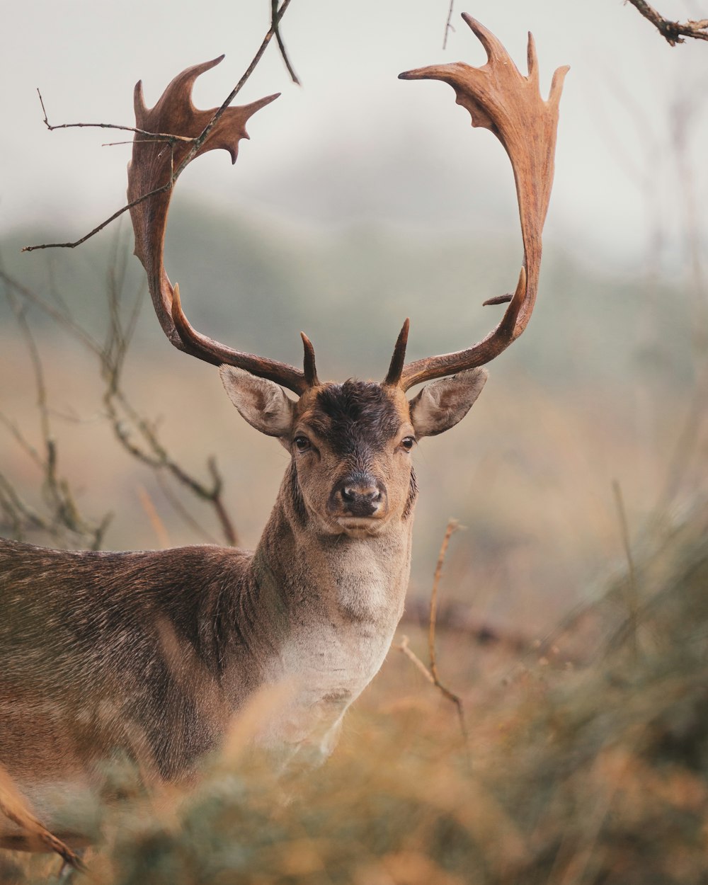 a close up of a deer with antlers on it's head