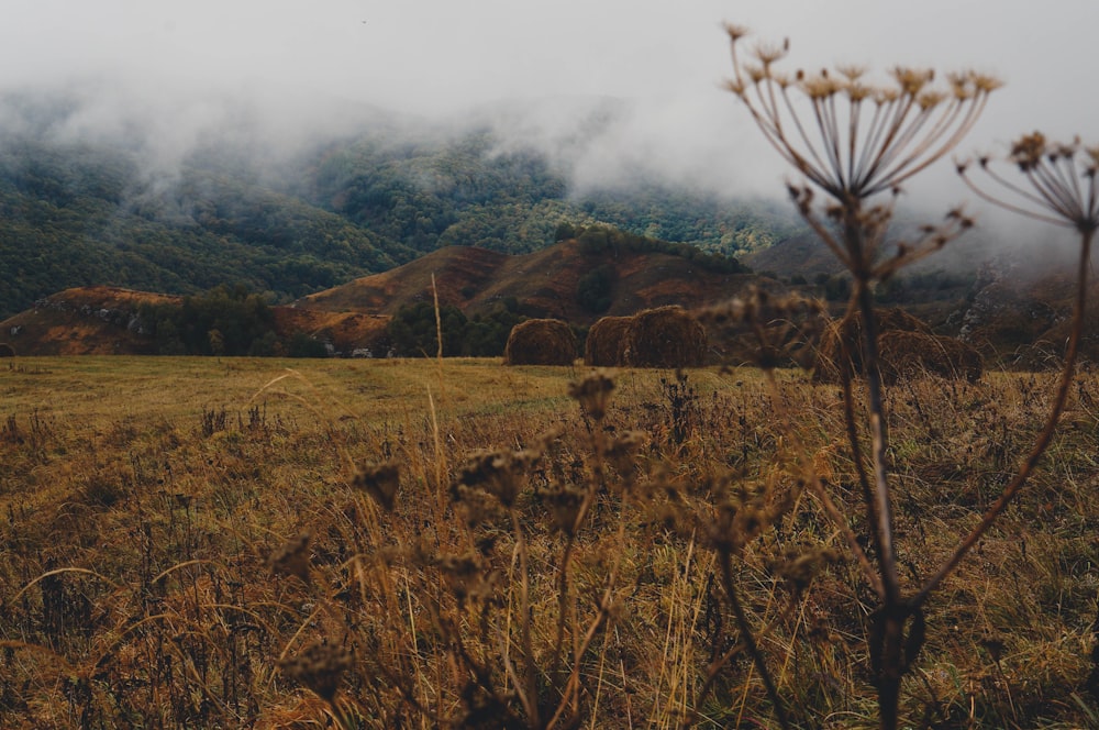 a field with grass and mountains in the background