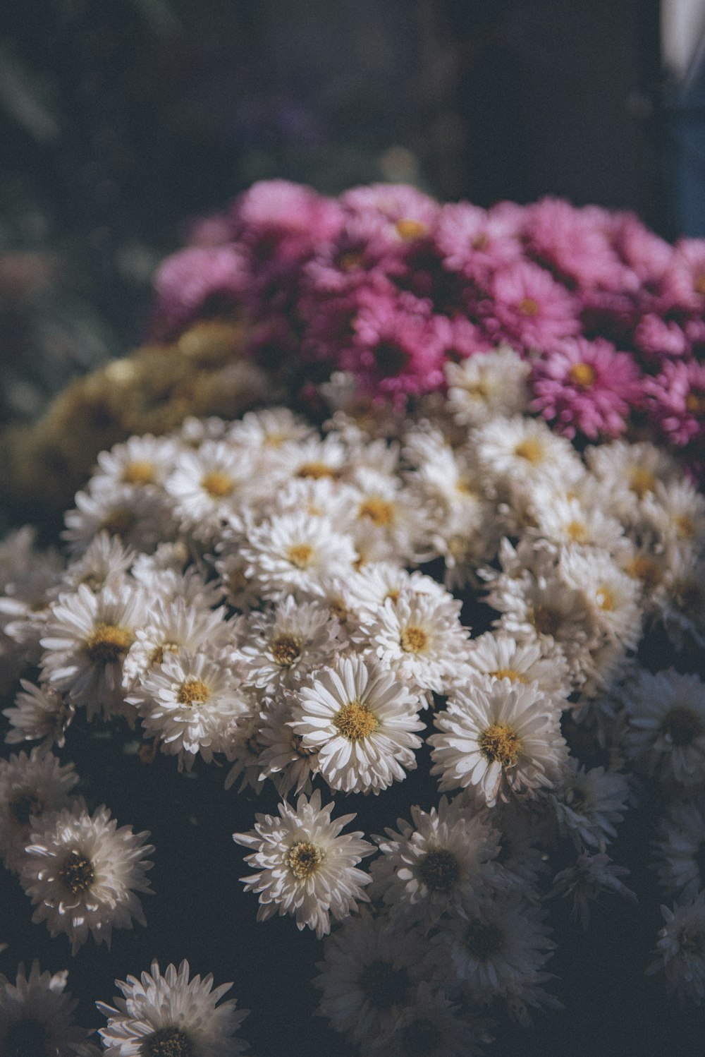 a bunch of white and pink flowers sitting on top of each other
