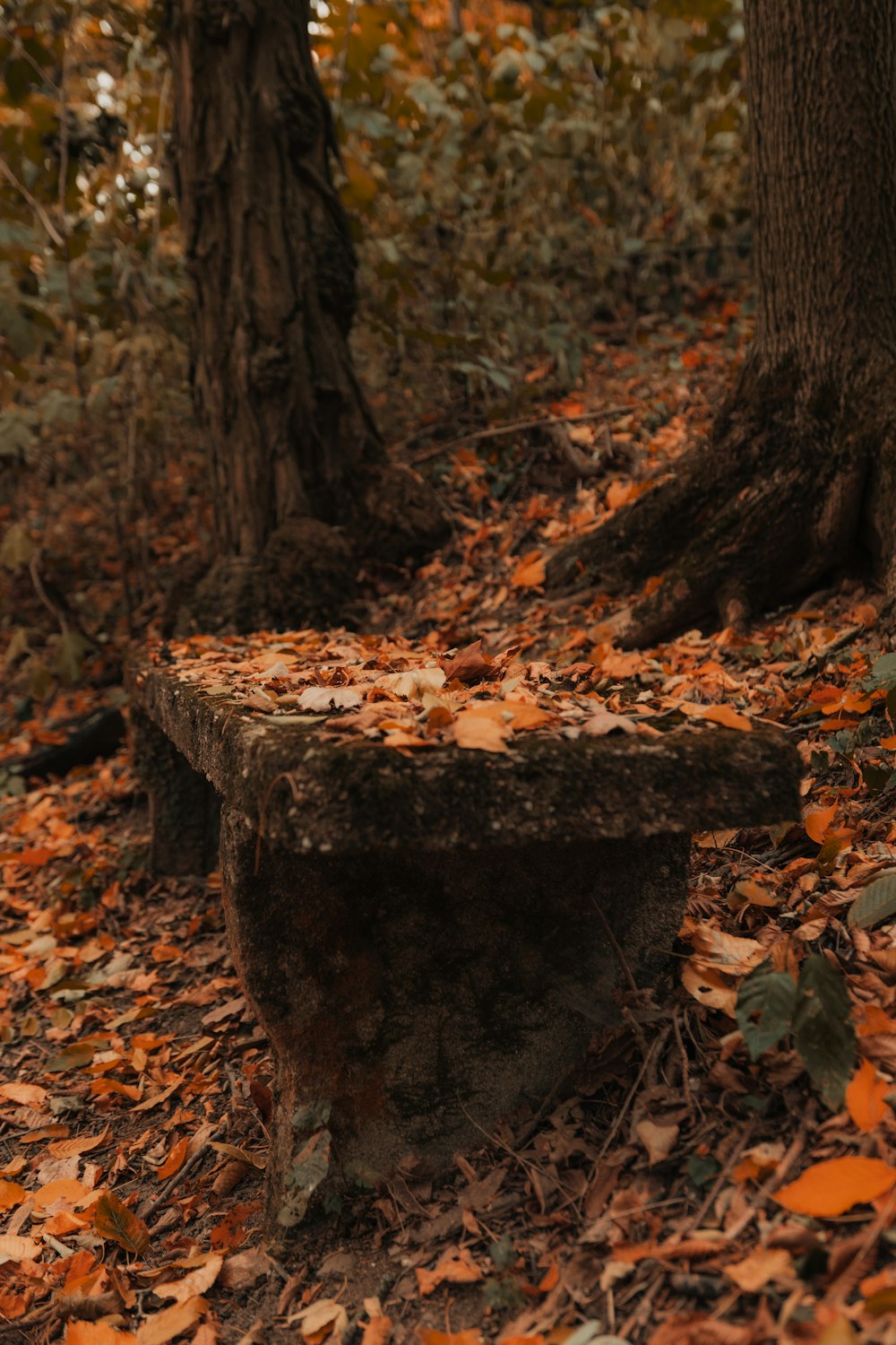 a stone bench sitting in the middle of a forest