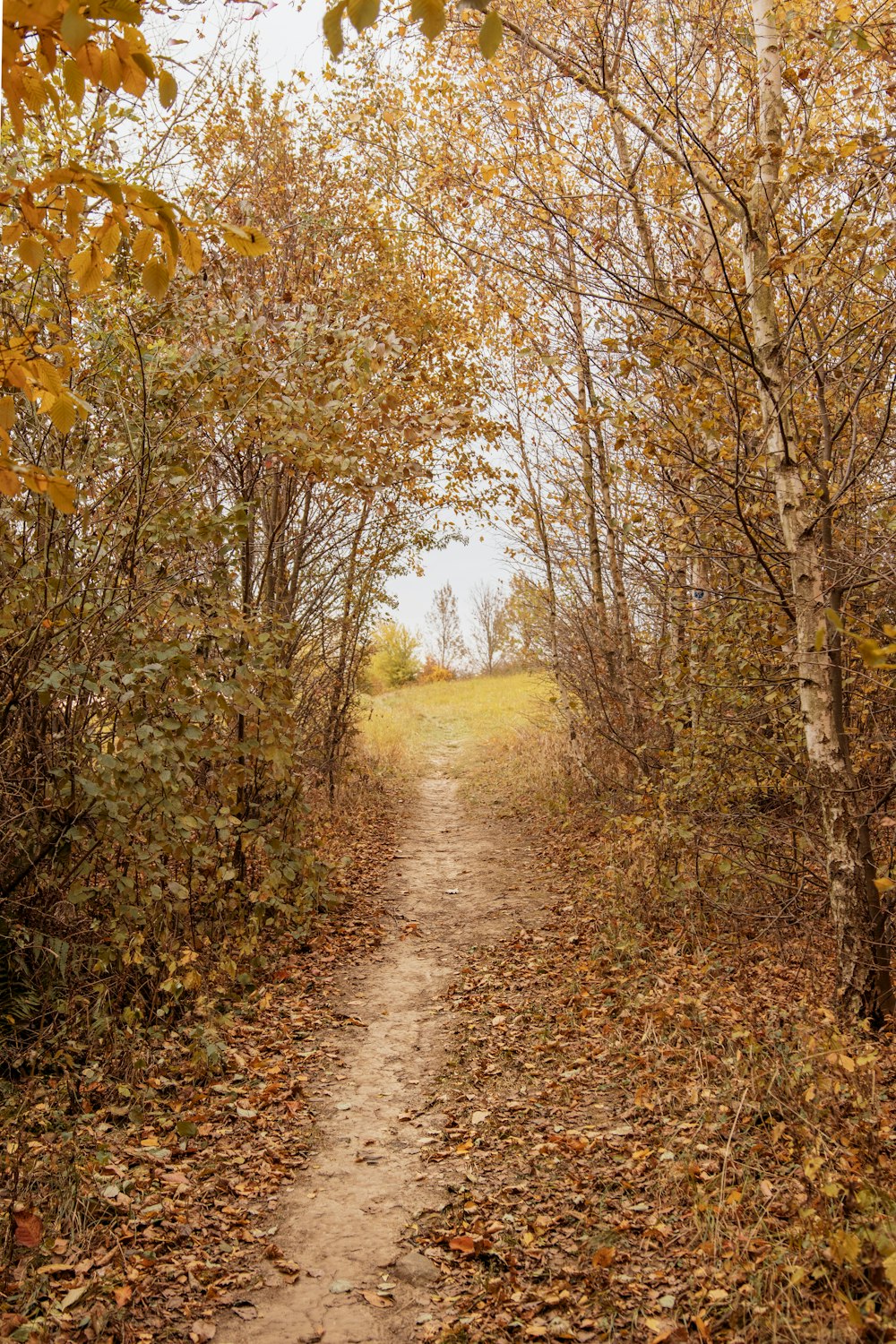 a dirt path surrounded by trees and leaves