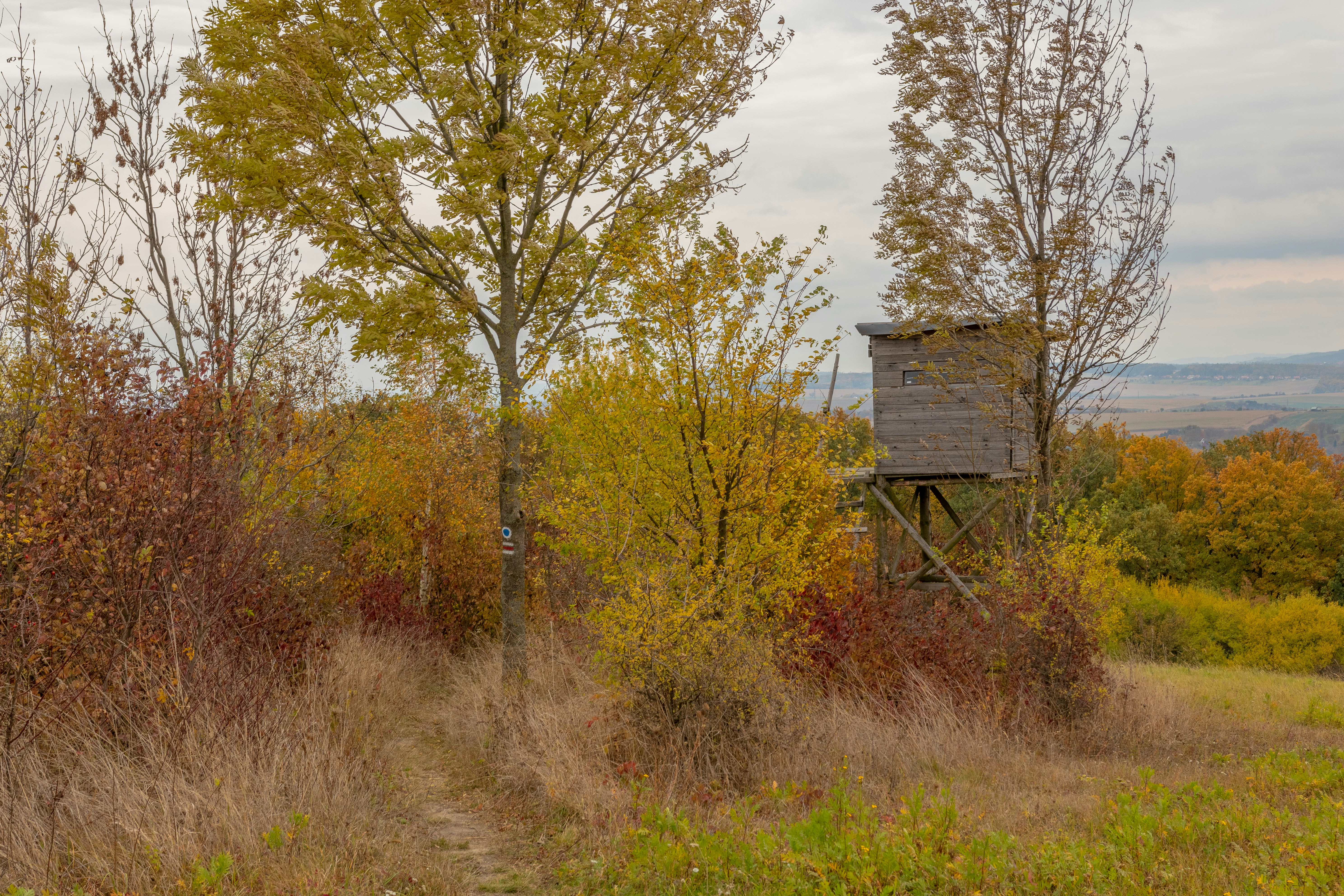 들판 한가운데에 있는 나무집