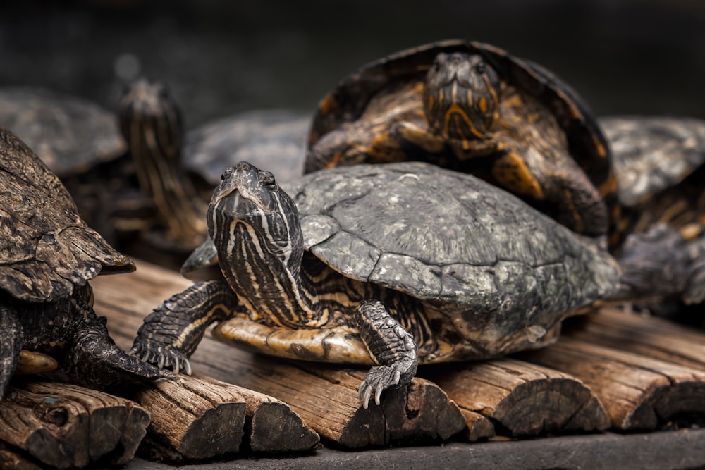 a group of turtles sitting on top of wooden logs