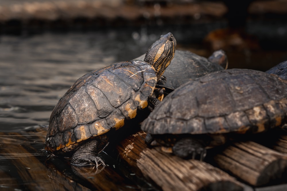 two turtles sitting on top of a pile of wood
