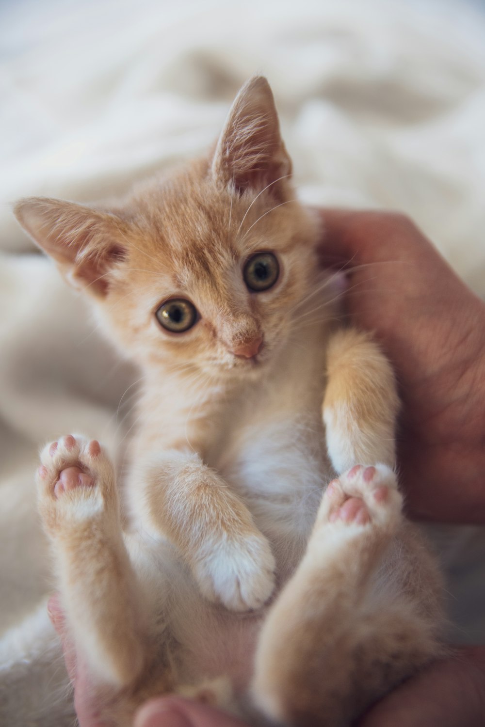 a person holding a small kitten in their hands