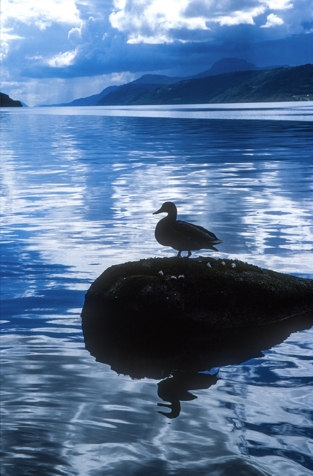 a bird is sitting on a rock in the water