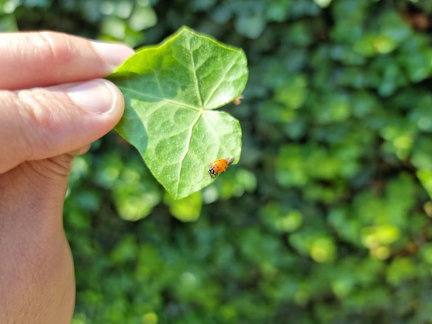 Close-up of a child’s hands gently holding a ladybug on a green leaf during an outdoor nature lesson.