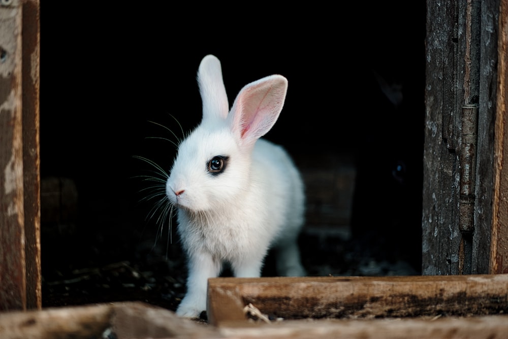 Ein weißes Kaninchen steht in einer Scheune