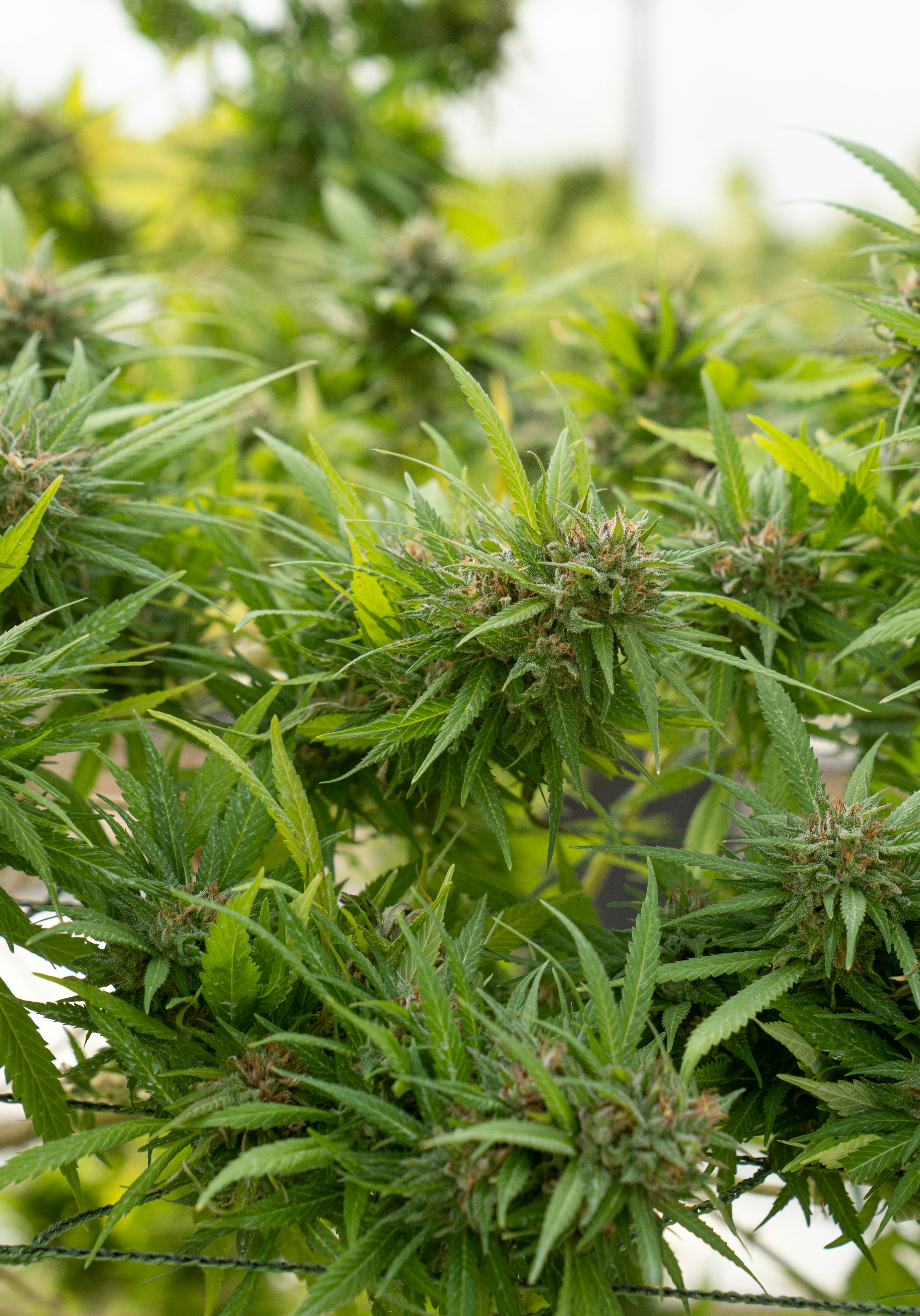 Photo by crystalweed