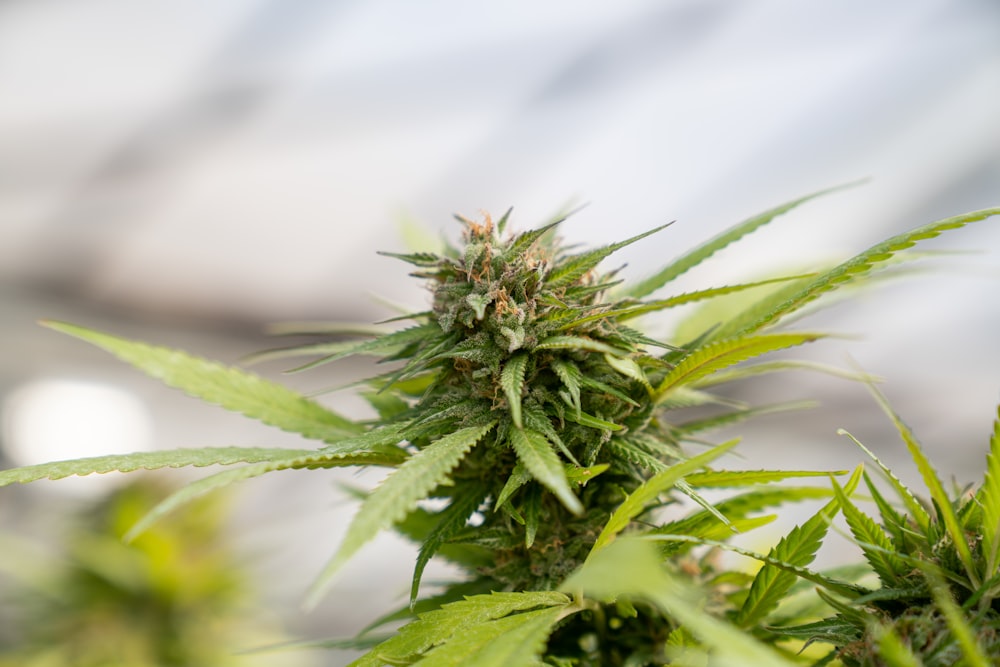 un gros plan d’une plante de marijuana avec un arrière-plan flou