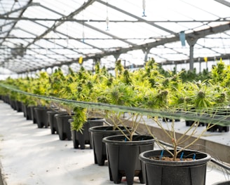 a row of potted plants in a greenhouse