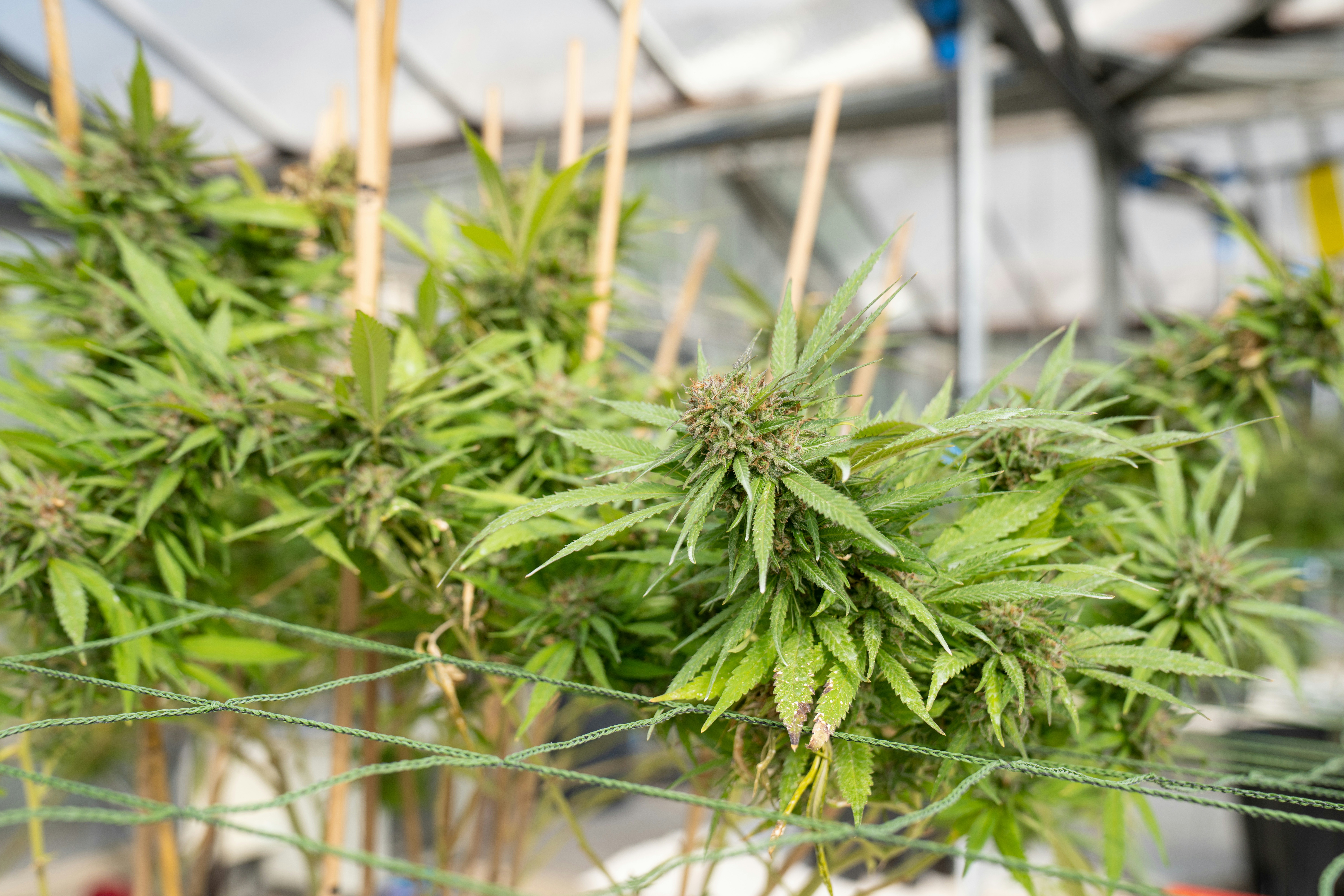 Photo by crystalweed