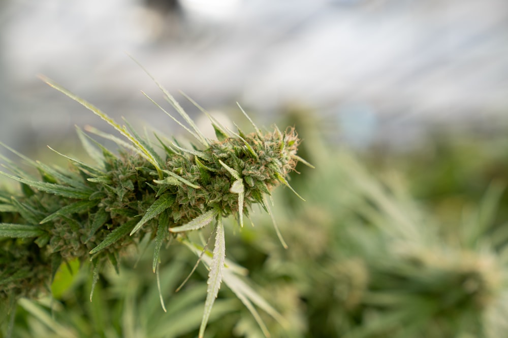 a close up of a green plant with a blurry background