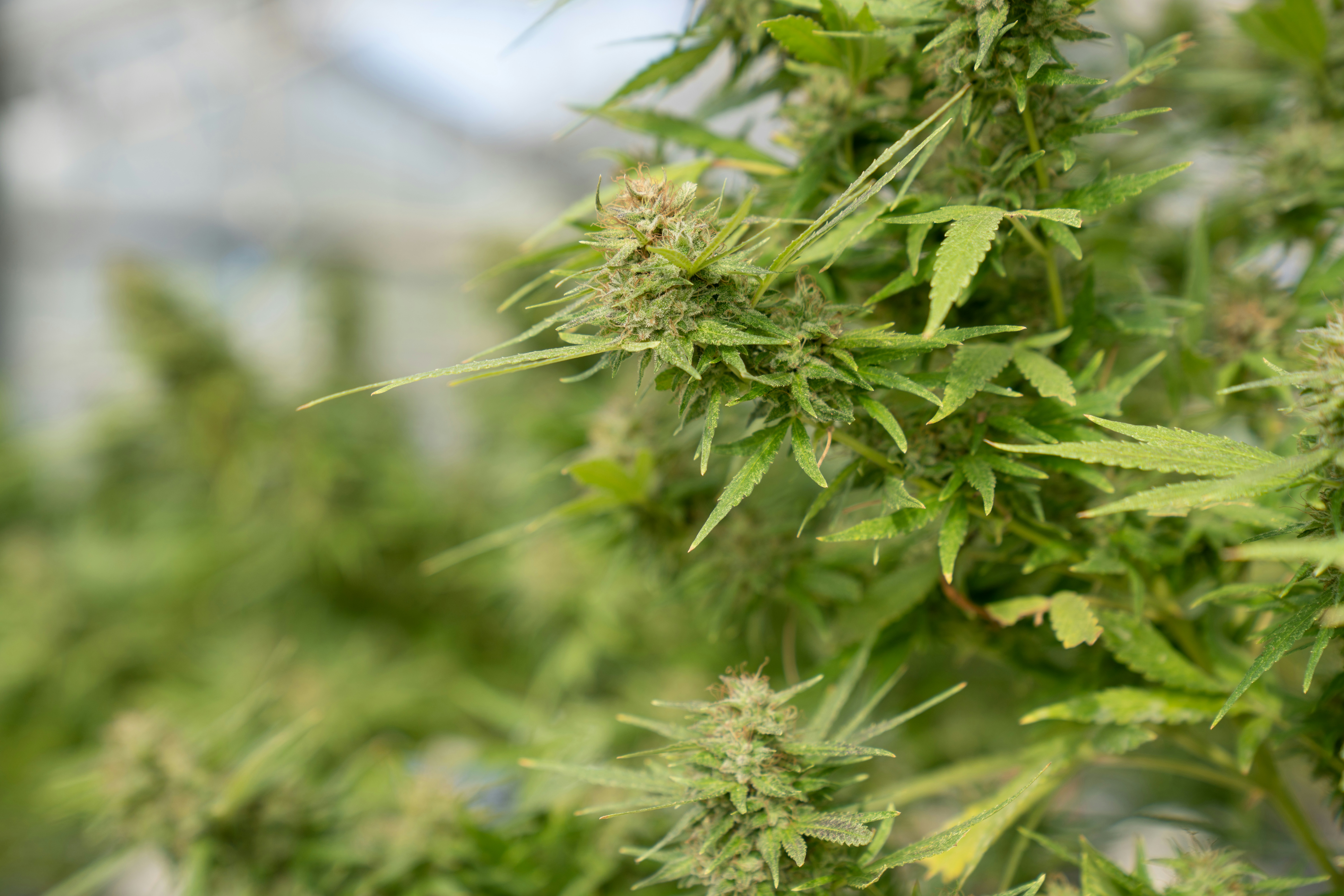 Photo by crystalweed