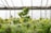 A greenhouse filled with lush cannabis plants, with large green leaves and dense buds. The background consists of a structure made of metal supports and glass, allowing natural light to filter through.