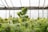 A greenhouse filled with lush cannabis plants, with large green leaves and dense buds. The background consists of a structure made of metal supports and glass, allowing natural light to filter through.