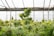 A greenhouse filled with lush cannabis plants, with large green leaves and dense buds. The background consists of a structure made of metal supports and glass, allowing natural light to filter through.