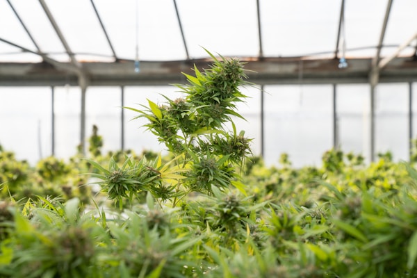 A greenhouse filled with lush cannabis plants, with large green leaves and dense buds. The background consists of a structure made of metal supports and glass, allowing natural light to filter through.