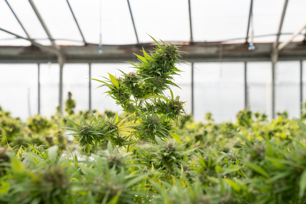 a green plant in a greenhouse with a bridge in the background