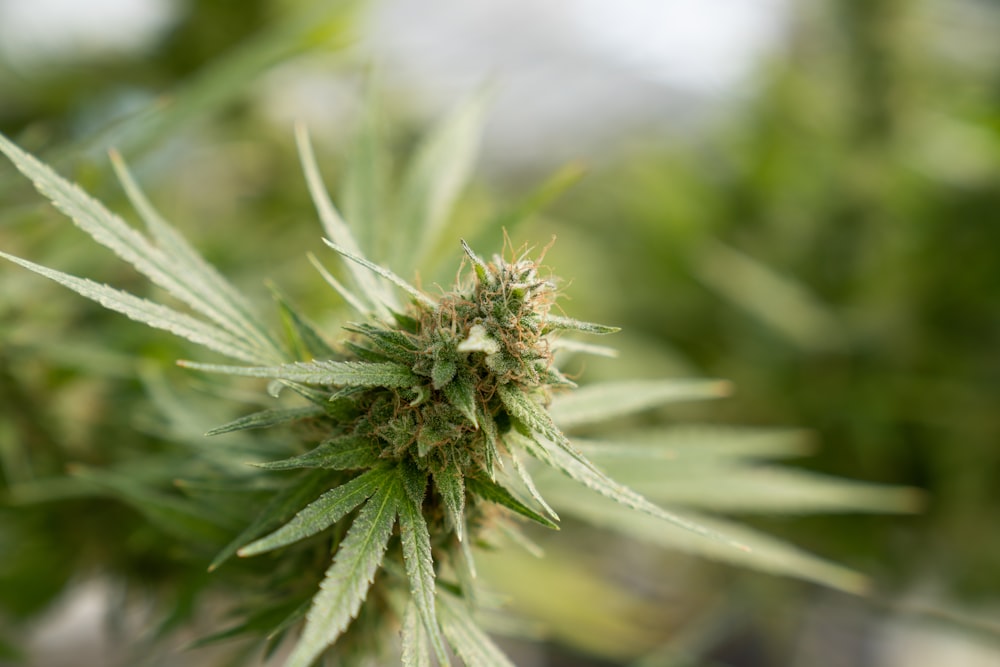 a close up view of a marijuana plant