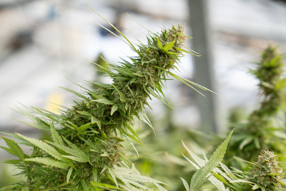 Eine Nahaufnahme einer Marihuana-Pflanze auf einem Feld