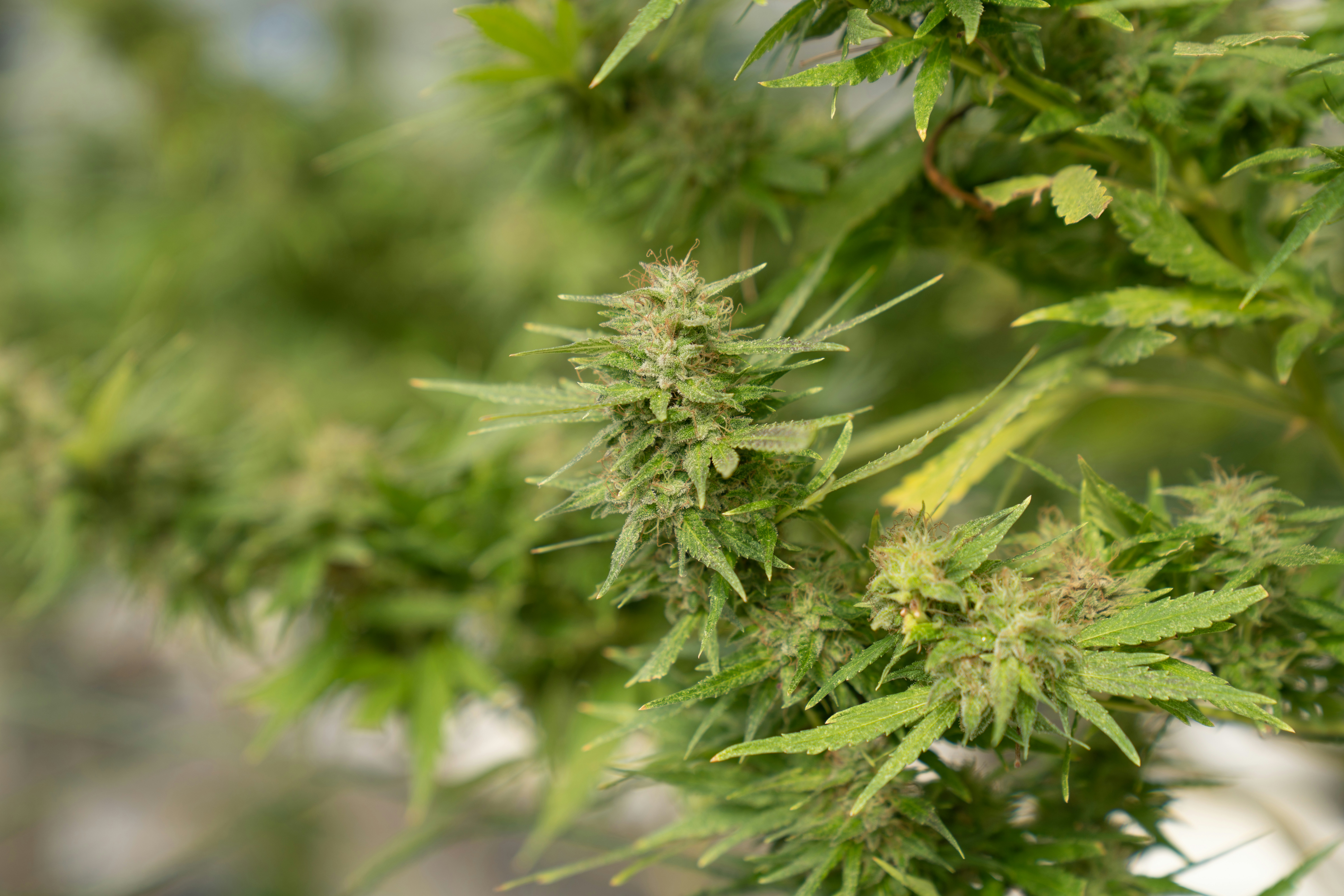 Photo by crystalweed