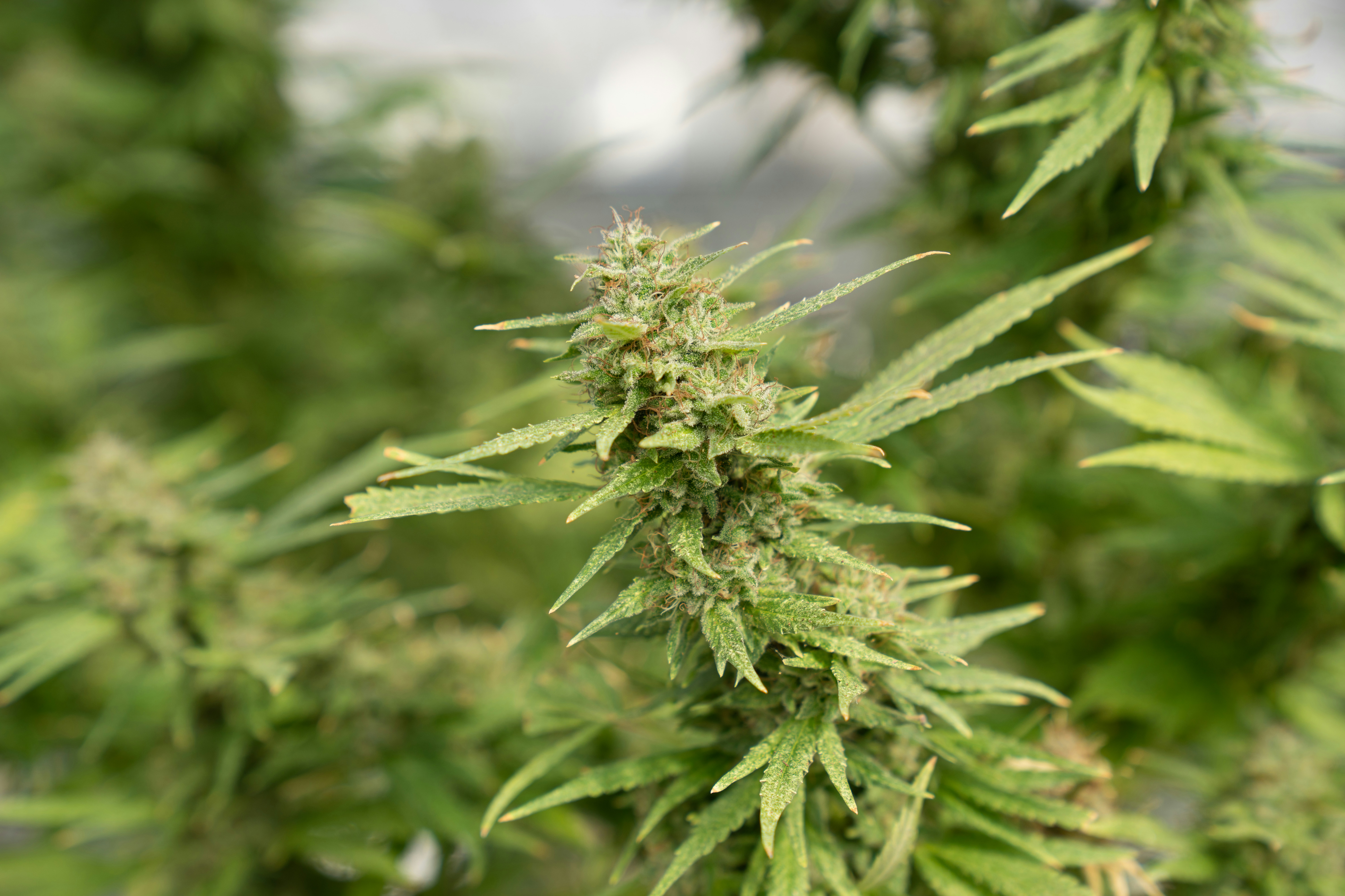 Premium French Cannabis