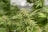 A close-up of a cannabis plant with dense foliage and prominent buds covered in trichomes. The leaves are serrated and vibrant green, with the background depicting more of the same foliage in a soft focus.