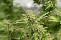 A close-up of a cannabis plant with dense foliage and prominent buds covered in trichomes. The leaves are serrated and vibrant green, with the background depicting more of the same foliage in a soft focus.