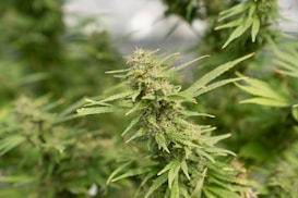 A close-up of a cannabis plant with dense foliage and prominent buds covered in trichomes. The leaves are serrated and vibrant green, with the background depicting more of the same foliage in a soft focus.