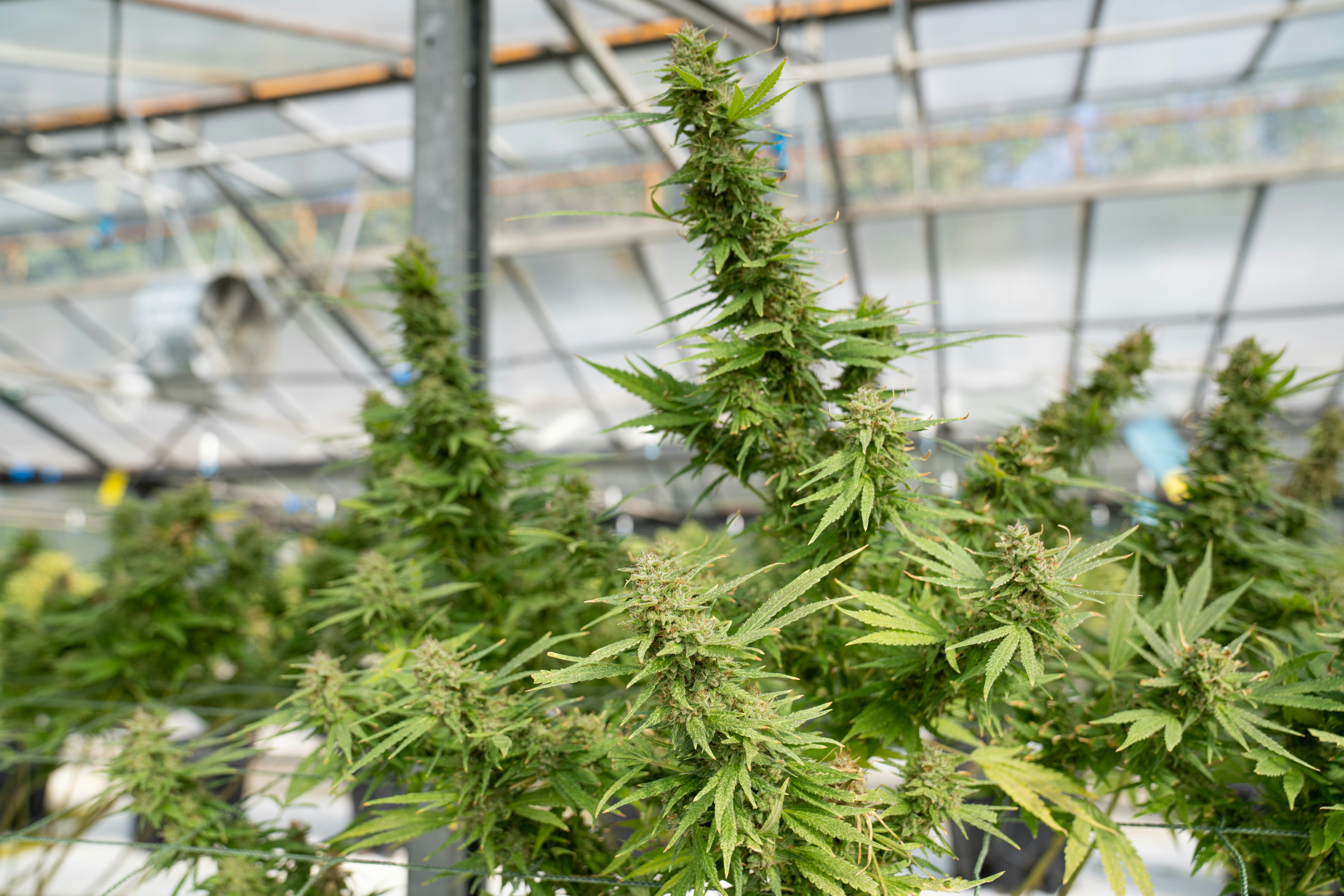 Photo by crystalweed